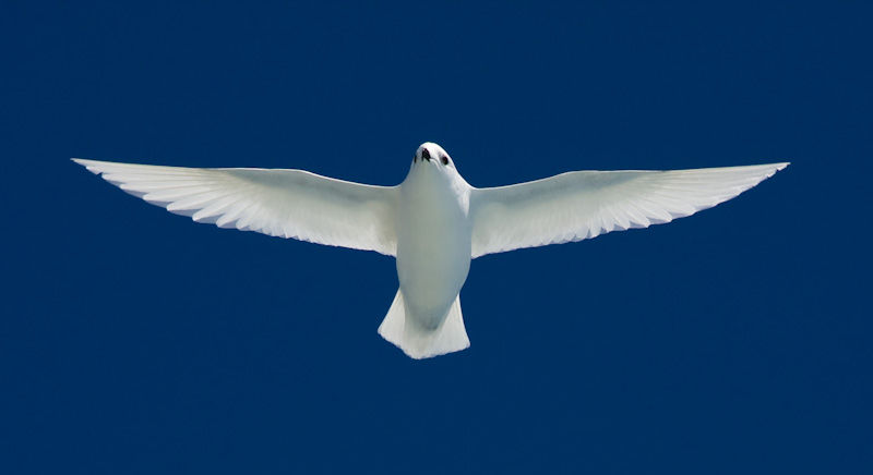 Snow Petrel In Flight